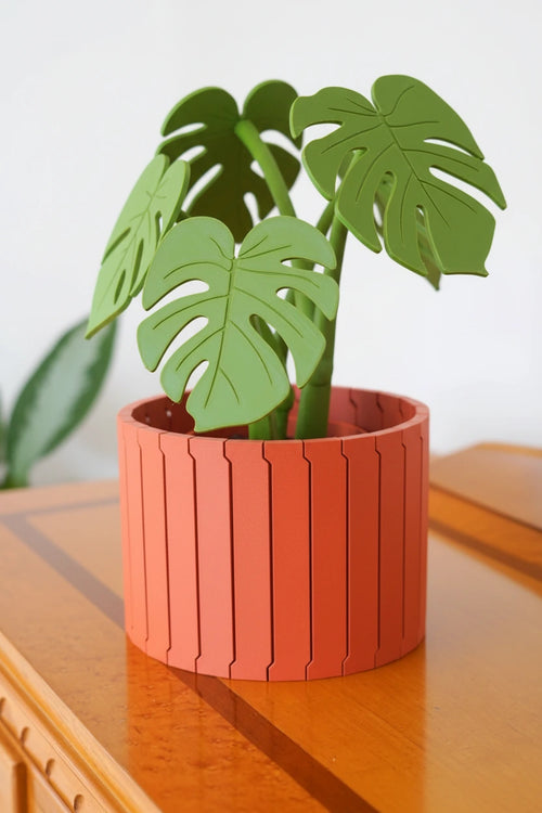 Plante Monstera Sous-Verre en 3D